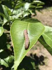 Argyrosticta decumana