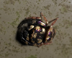 Simaethina