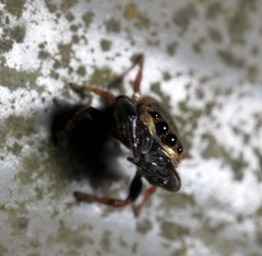 Simaethina