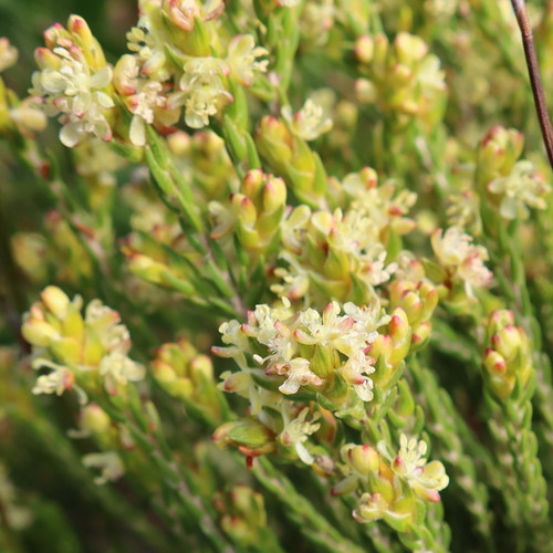 Fine Gonna (Passerina filiformis)