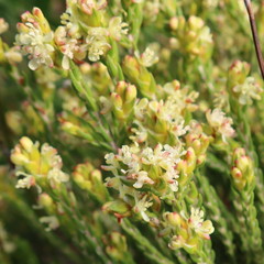 Passerina filiformis