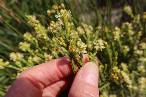 Image of Passerina filiformis by (c) Diana Studer, some rights reserved (CC BY)