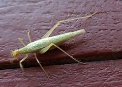 Oecanthus leptogrammus