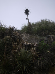 Puya chilensis