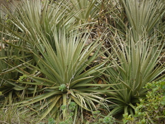 Puya chilensis