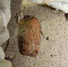Noctua orbona