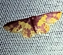 Lophosis labeculata