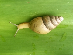 Cochlitoma transvaalensis