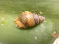 Cochlitoma transvaalensis