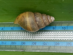 Cochlitoma transvaalensis