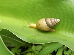 Cochlitoma transvaalensis