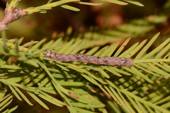 Iridopsis pergracilis