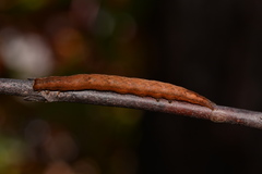 Gondysia