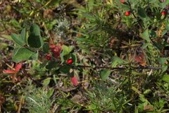 Cotoneaster uniflorus