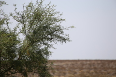 Amphispiza bilineata