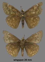 Erynnis afranius