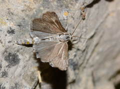 Brachodes radiata