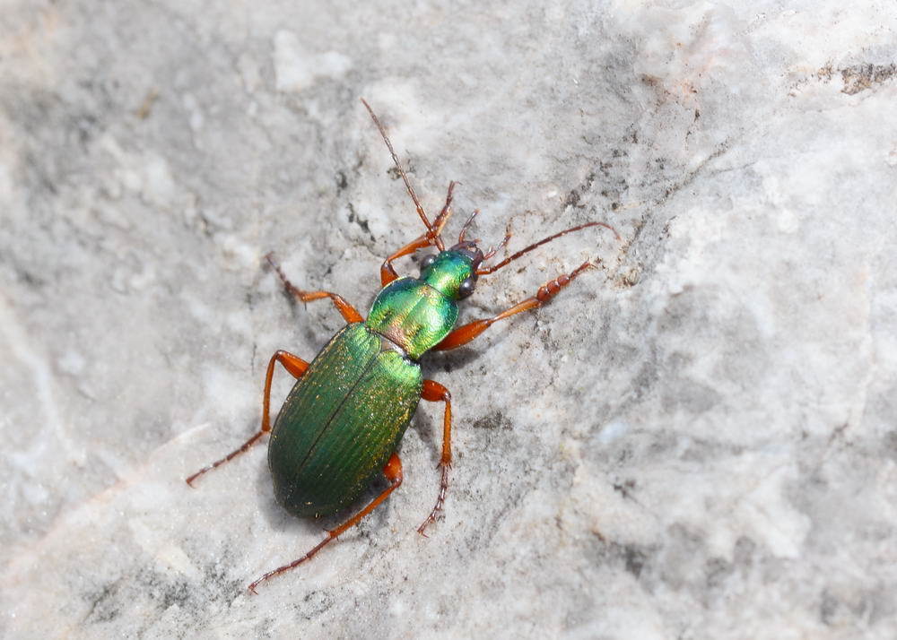 Chlaenius flavicornis