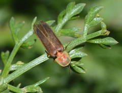 Lampyris turkestanica