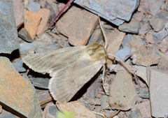 Eicomorpha antiqua