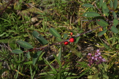 Cotoneaster uniflorus