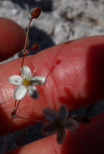 Pharnaceum elongatum (Pharnaceum elongatum)