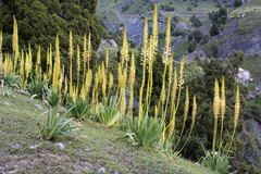 Eremurus fuscus