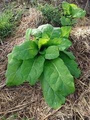 Nicotiana repanda