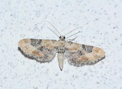 Eupithecia remmi