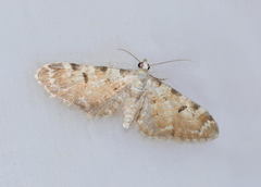 Eupithecia thermosaria