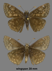 Erynnis afranius