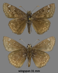 Erynnis afranius