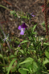 Viola disjuncta