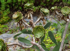 Aeonium arboreum subsp. holochrysum image