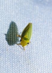 Draeculacephala balli