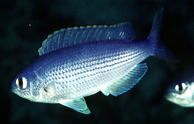 Teixeirichthys