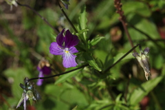 Viola disjuncta