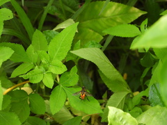 Mesembrius bengalensis