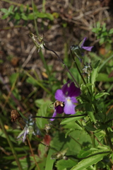 Viola disjuncta