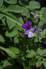Viola disjuncta