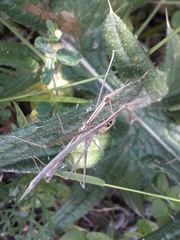 Tetanorhynchini