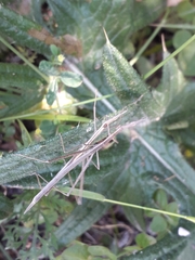 Tetanorhynchini