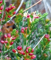 Passerina rubra