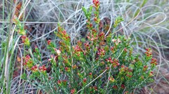 Passerina rubra