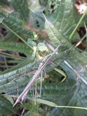 Tetanorhynchini