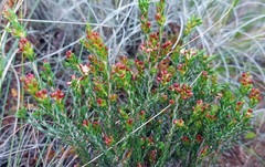 Passerina rubra