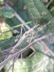 Tetanorhynchini