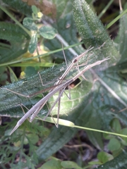 Tetanorhynchini