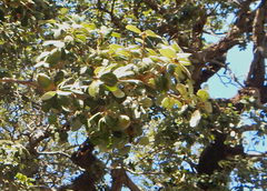 Quercus aucheri
