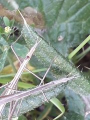 Tetanorhynchini